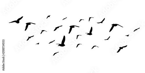 Foto Flying birds silhouette flock