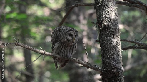 A barred owl hooting in a forest 