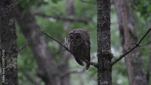 A barred owl hooting in a forest 
