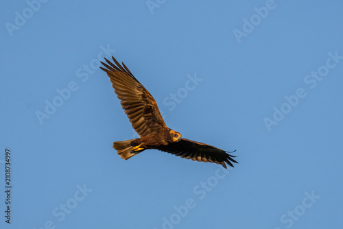 Konstfotografi Side view of an adult female Western Marsh Harrier (Circus aeruginosus) flying against a blue sky