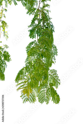 Green leaves of a gleditsia triacanthos tree branch with a transparent background