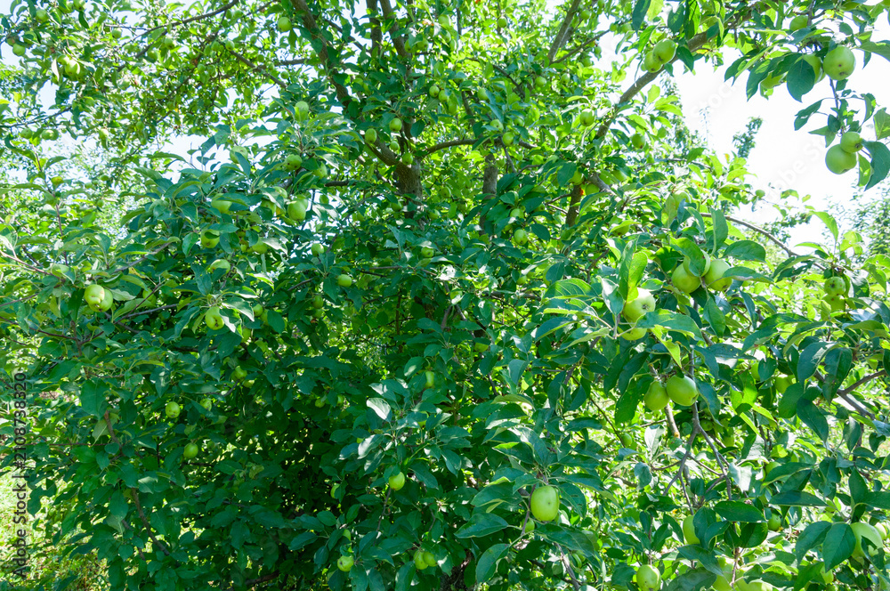 Fototapeta premium close up of apple with green leaves