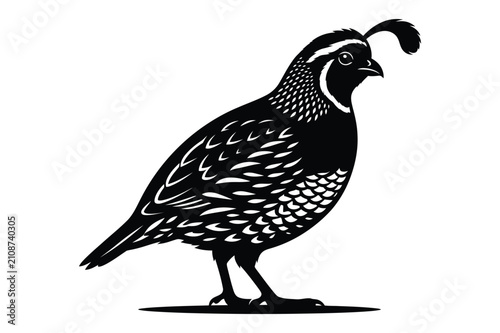 California quail bird vector silhouette illustration with wildlife, creature