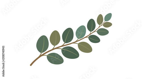 Fotografia Eucalyptus sprig illustration displays alternating oval leaflets on a woody branch in a minimalist artistic style