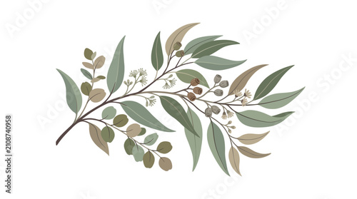 Canvastavla Eucalyptus stem displaying a variety of elongated leaves and mature seed pods