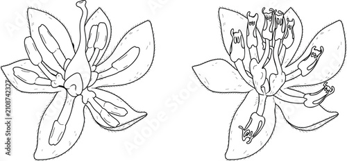 Cuadro en lienzo Botanical diagram of dichogamy showing the female and male phases in an avocado