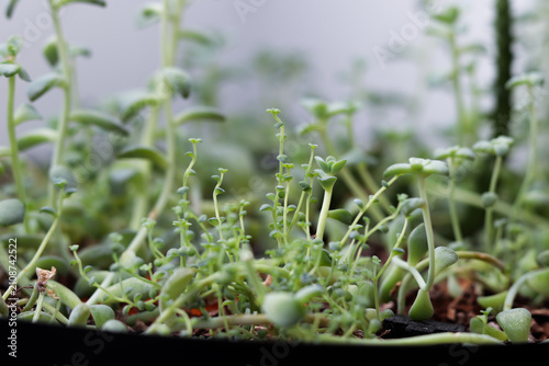 verde, plantas