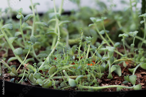 verde, plantas