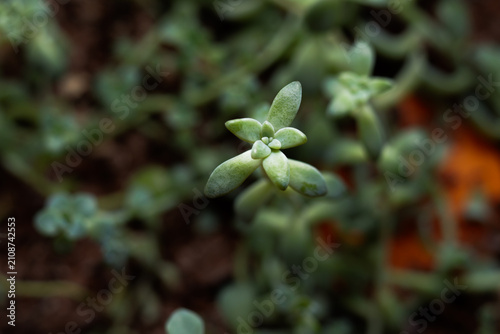 verde, plantas