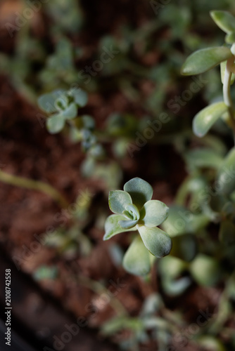 verde, plantas