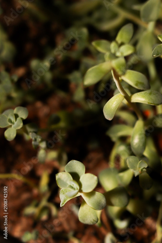 verde, plantas