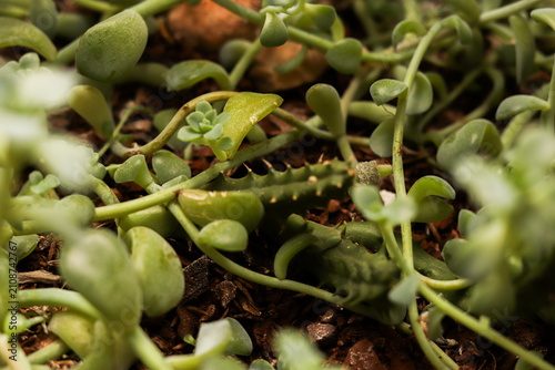 verde, plantas