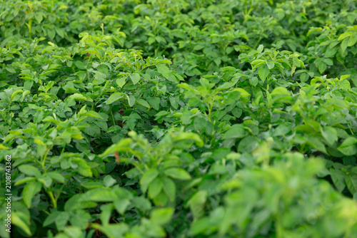 Healthy green potato tops are growing in a farmer's field. Fresh potato plants in natural daylight, the concept of agricultural harvest and organic farming.