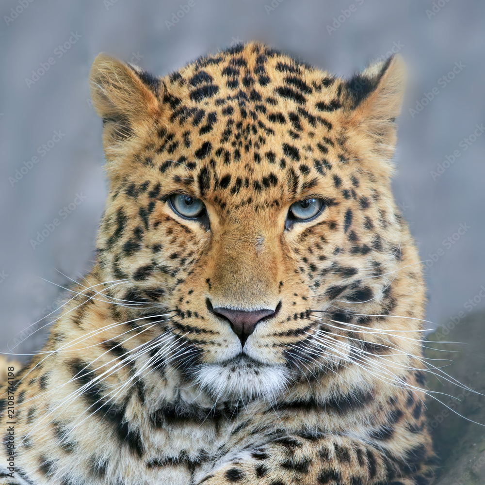 Obraz premium Close-up portrait of a majestic leopard with striking eyes staring directly into the camera. Amur leopard (Panthera pardus orientalis)
