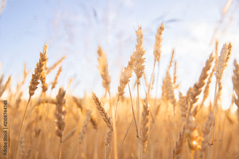 Obraz premium Golden triticale field illuminated by the warm light of the setting sun. Cereal crop spikes glowing against a colorful evening sky, creating a peaceful rural landscape.