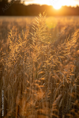 The background of cereal stems in the golden hour, the stems of common windgrass in the rays of the setting sun at golden hour. COMMON WINDGRASS Apera spica-venti (L.) Beauv. FAMILY: POACEAE (GRASSES)