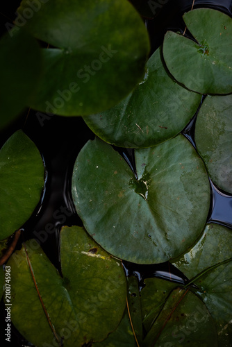 Canvastavla A vertical top-down view of round, green lily pads clustering on the surface of dark, calm water in a garden pond or lake