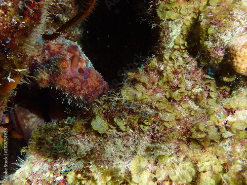 Foto coral reef with fish