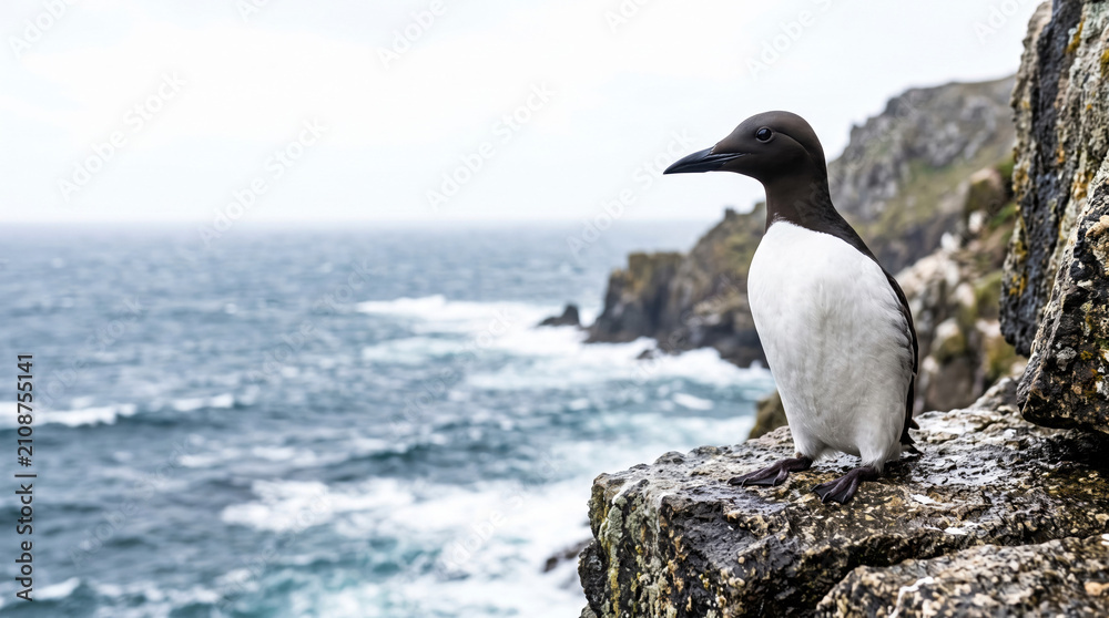 Obraz premium Murre standing on cliff ledge overlooking ocean waves and rocky shoreline. Murre perched on rocky surface with dramatic seascape in backdrop.