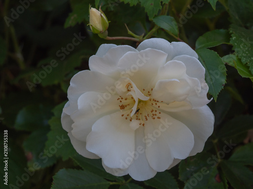 Nahaufnahme einer weißen Bodendecker-Rose
