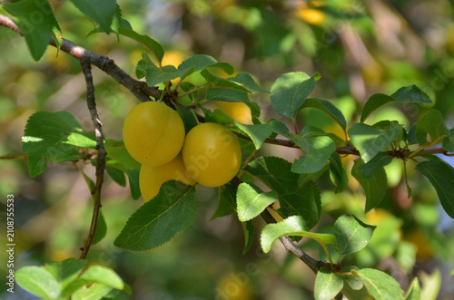 Prunus domestica ‘Mirabelle’ tree branch with yellow ripen fruits and green leaves. Nature, golden plum tree , summer harvest .