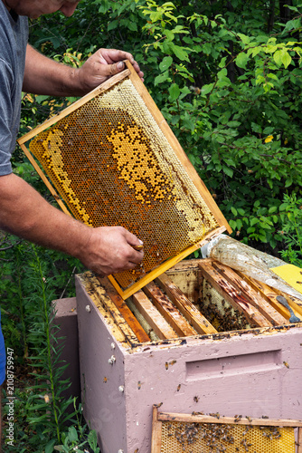 Close-up: a beekeeper removes a honeycomb frame teeming with bees from the hive and inspects it. Organic honey production, traditional farming, and sustainable agriculture.