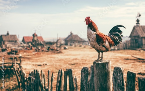 Rooster Standing on Wooden Post Overlooking Rustic Farmyard Scene