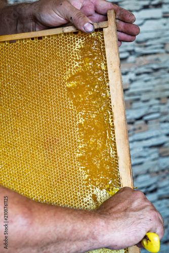 Beekeeper uncapping honeycomb frame with a special yellow fork tool before extracting honey.	
