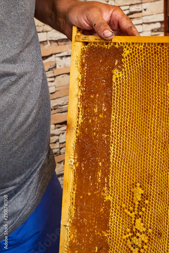 Beekeeper uncapping honeycomb frame with a special yellow fork tool before extracting honey.	
