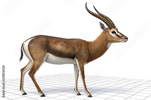 Brown impala gazelle standing on natural terrain