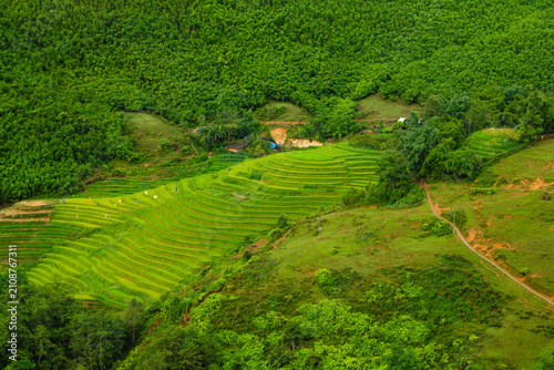 Curving Green Rice Terraces and Forested Hillside in Sapa