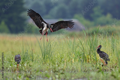Fotografi Bocian czarny, hajstra (Ciconia nigra)