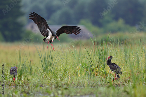 Cuadro en lienzo Bocian czarny, hajstra (Ciconia nigra)