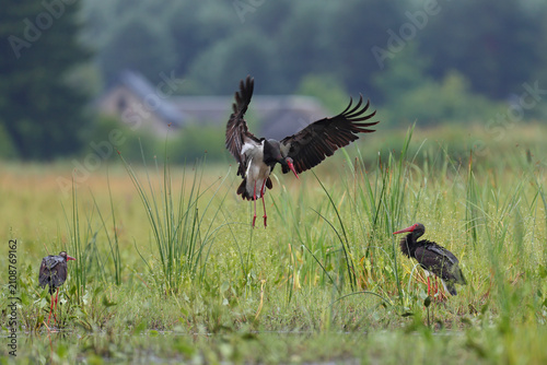 Fotografi Bocian czarny, hajstra (Ciconia nigra)