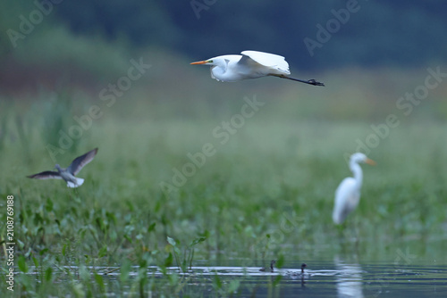 Bild auf Leinwand Czapla biała (Ardea alba), great egret