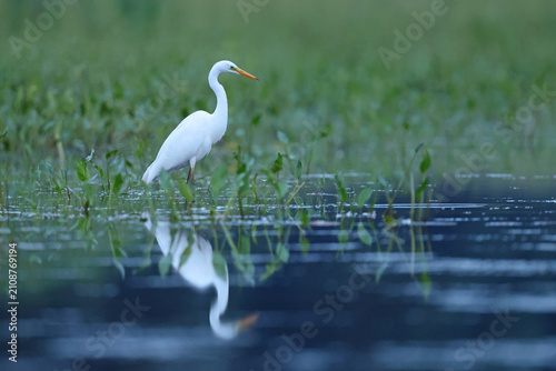 Photos Czapla biała (Ardea alba), great egret