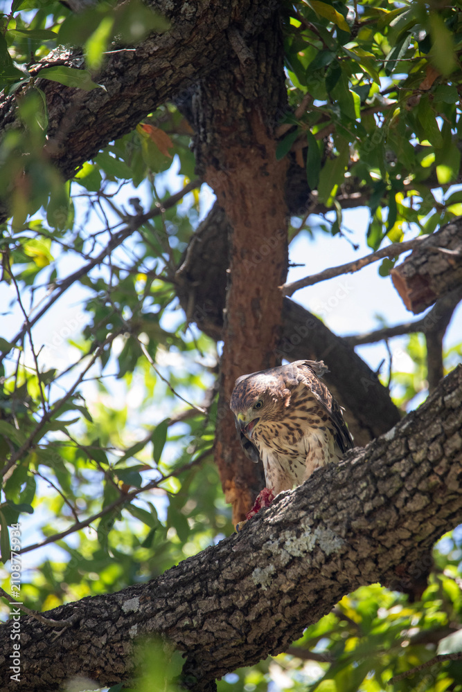 Fototapeta premium 🦅 Young Hunter of TCU | Juvenile Cooper's Hawk Spotted on Campus