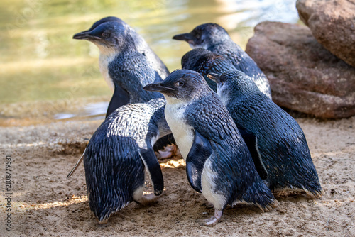 Group of Little penguins in a captive zoo environment