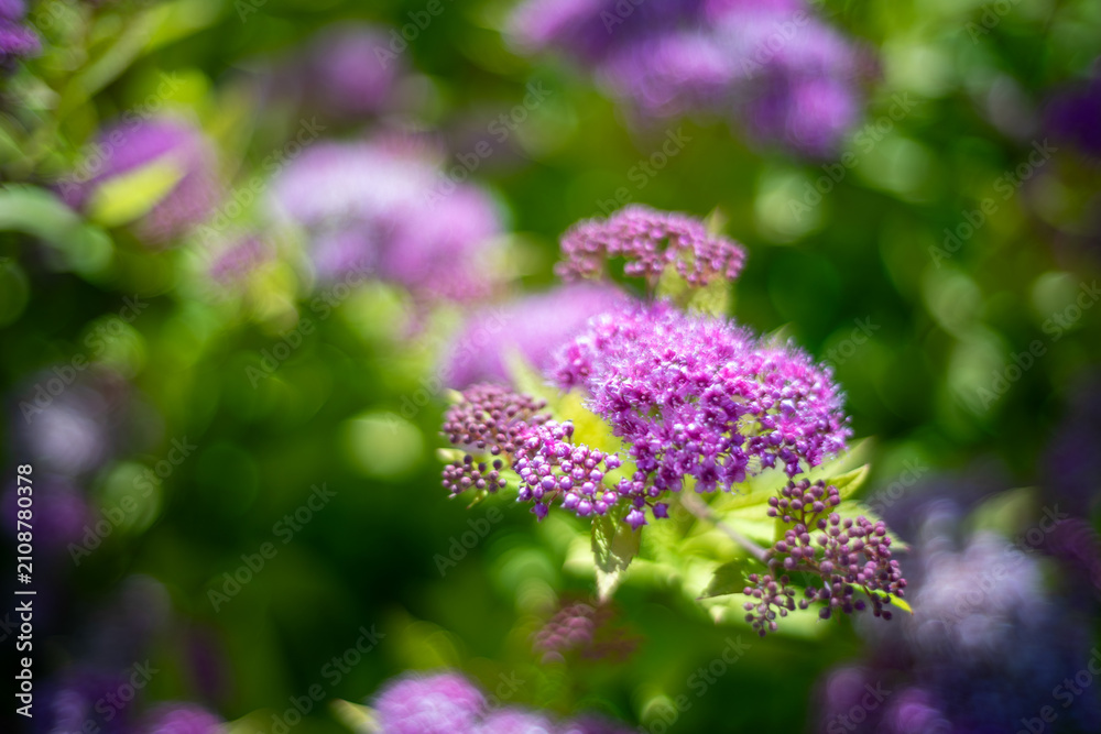 Obraz premium Abstract Bokeh Purple Spirea Flowers Dreamy Nature Background Photo