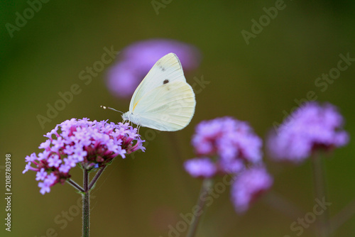 Konstfotografi 花の蜜を吸うモンシロチョウ