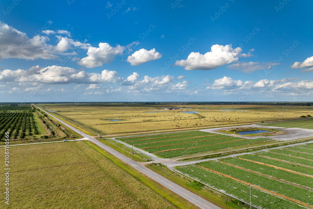 Obraz premium Farming and agriculture industry. Green agricultural field with growing crops in summer season