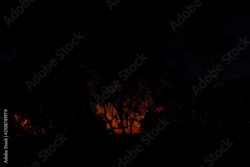 Céu ao pôr-do-sol com silhueta de floresta