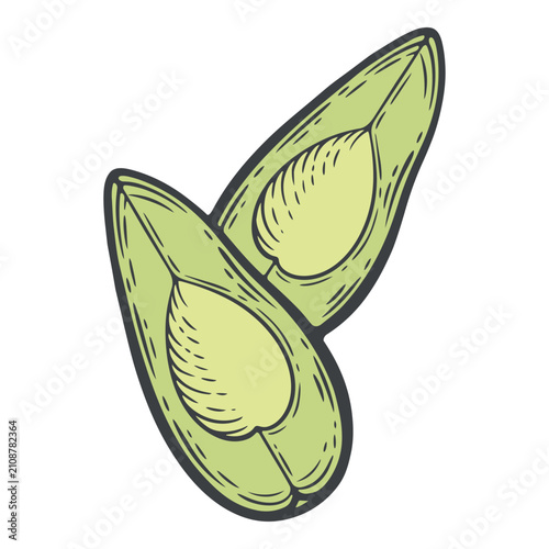 Two small avocado quarter pieces with pointed oval shape, pale green flesh and empty pit cavity, food prep, isolated colourful hand-drawn vector illustration, line art contour