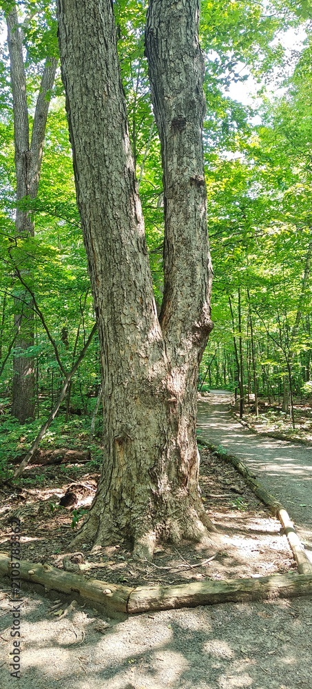 Fototapeta premium tree in the forest