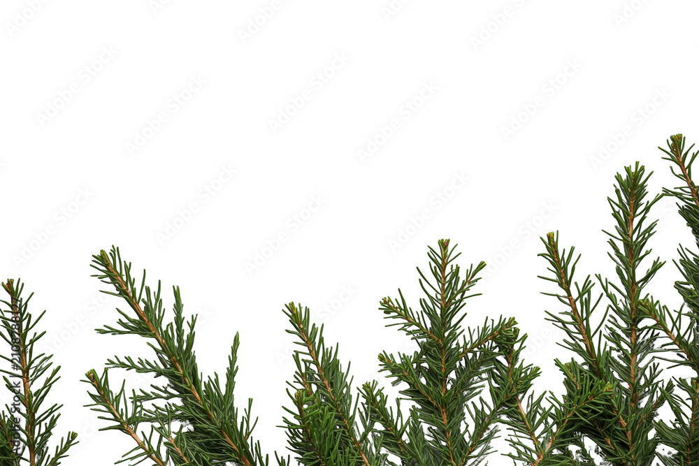 Fototapeta premium Fir branches creating a festive border on a transparent background, symbolizing christmas, winter, and nature