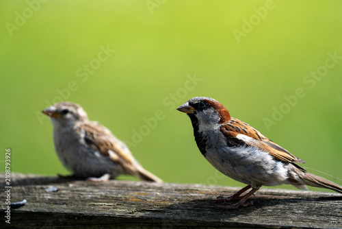 Foto House sparrow male perched on weathered wood with a companion behind