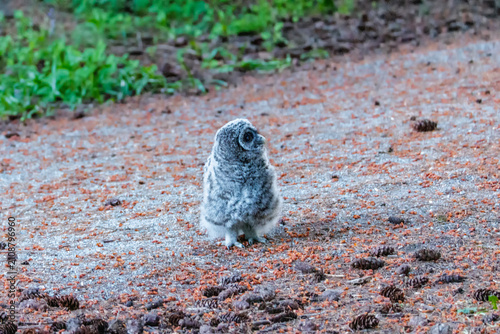 Bild auf Leinwand Barred Owl owlet