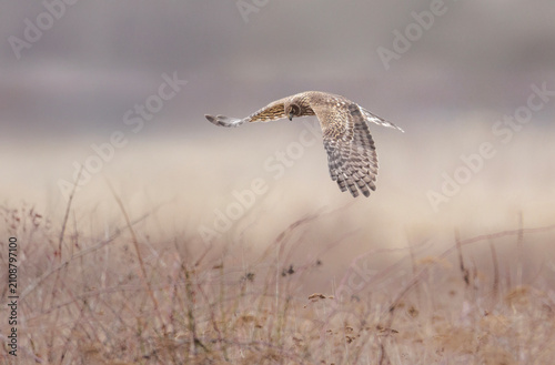 Foto Northern harrier bird