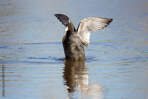 Konstfotografi American coot bird