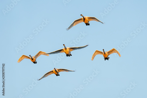 Photos Trumpeter swan bird